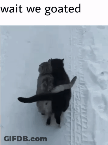 Two Cats Hugging In Snow Saying Wait We Goated GIF