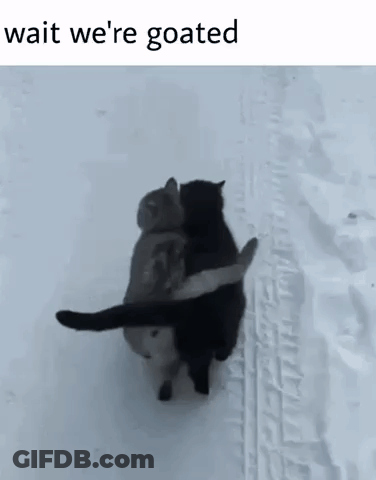 Two Cats Hugging In Snow Saying Wait We're Goated GIF