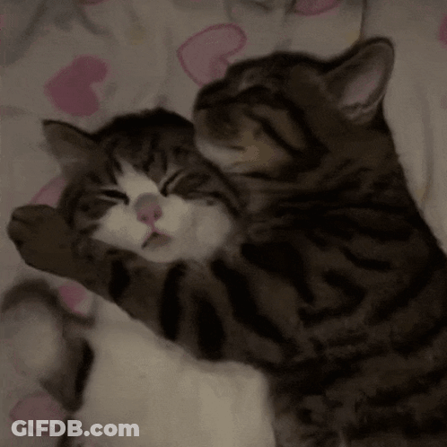 Two Cats Hugging On Bed GIF