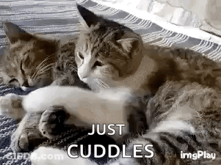 Two Cats Hugging On Bed GIF