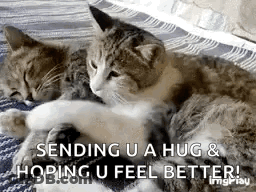 Two Cats Hugging On Blanket GIF