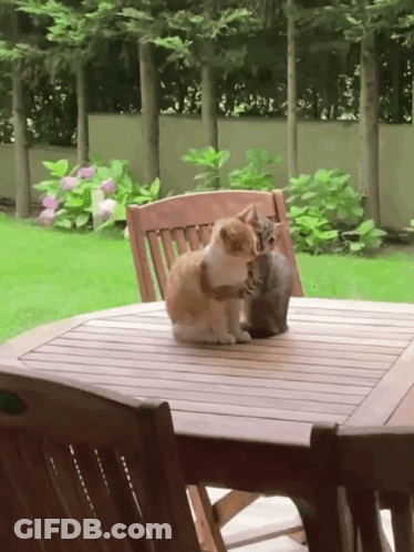 Two Cats Hugging GIF