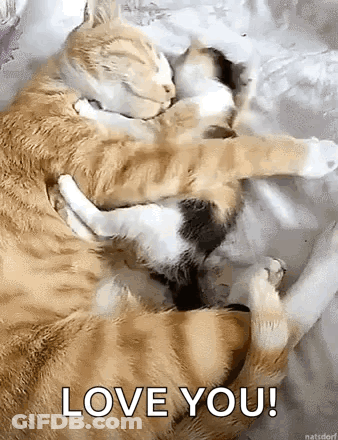 Two Cats Hugging Saying Love You GIF