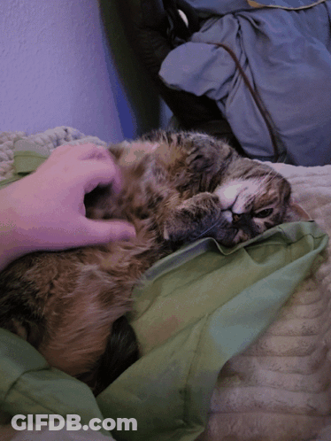 Two Cats Hugging Saying Ouu I Just Love You So Much GIF