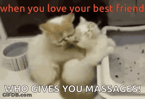 Two Cats Hugging When You Love Your Best Friend Who Gives You Massages GIF