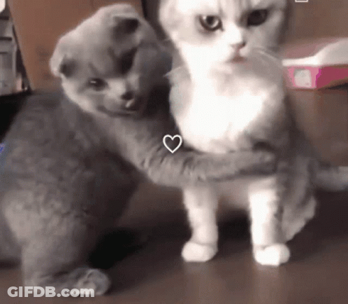 Two Cats Hugging With Heart GIF
