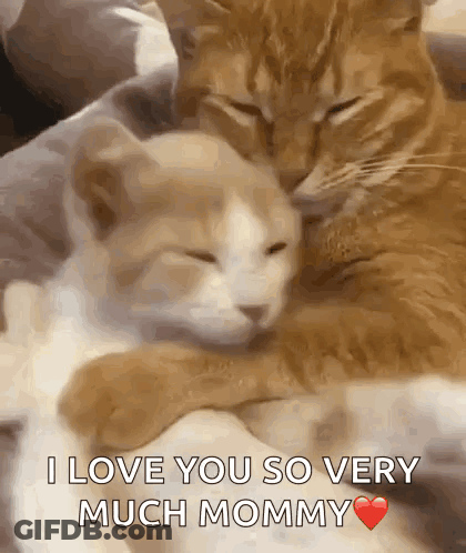 Two Cats Hugging With I Love You Mommy GIF