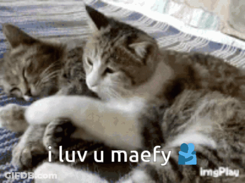 Two Cats Hugging With I Luv U Maefy GIF