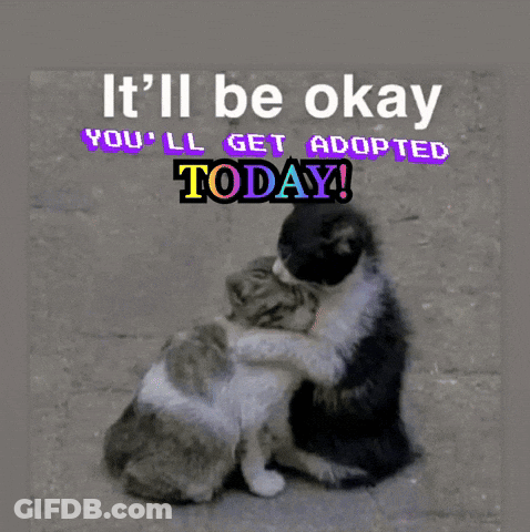 Two Cats Hugging With The Words " It 'Ll Be Okay You 'Ll Get Adopted Today " Above Them GIF