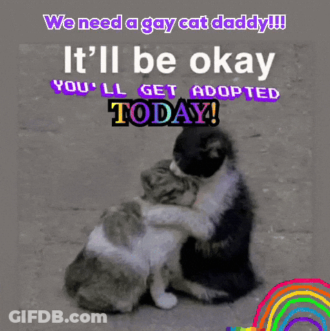 Two Cats Hugging With The Words We Need A Gay Cat Daddy It 'Ll Be Okay You Ll Get Adopted Today GIF