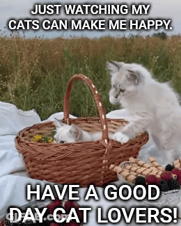 Two Cats In A Basket Just Watching My Cats Can Make Me Happy GIF