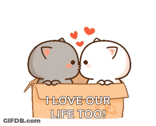 Two Cats In A Box With The Words " I Love Our Life Too " Below Them GIF