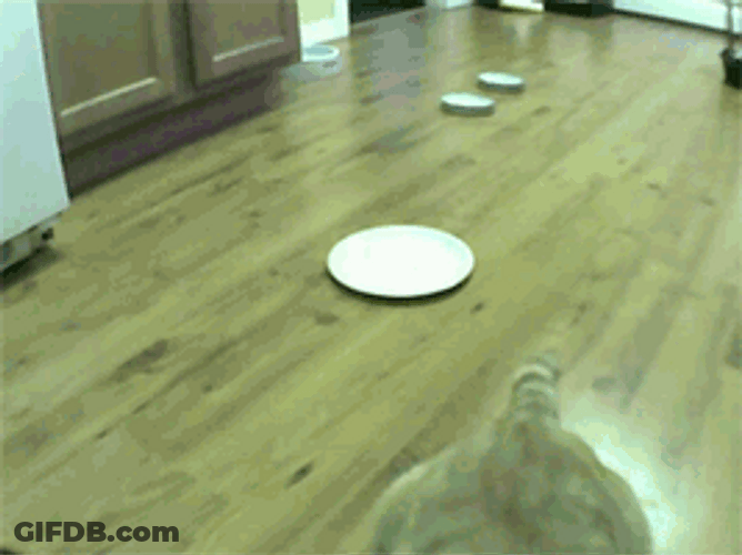 Two Cats In A Cat Fight GIF