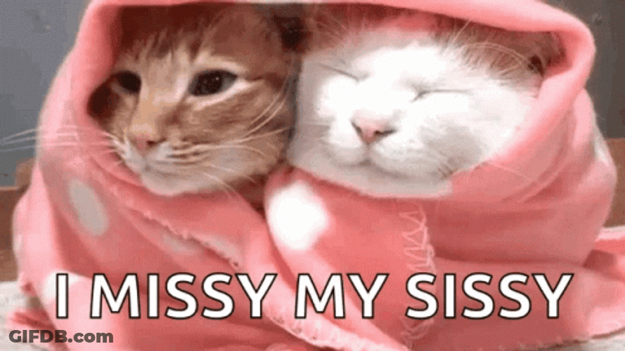 Two Cats In Blanket I Missy My Sissy GIF