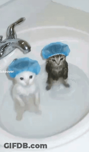 Two Cats In Blue Shower Caps Bathing In Sink GIF