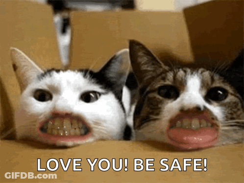 Two Cats In Box Saying Love You Be Safe GIF