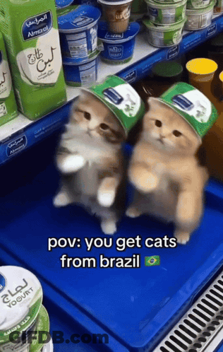 Two Cats In Hats POV You Get Cats From Brazil GIF