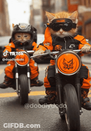Two Cats In Helmets And Goggles Riding Motorcycles GIF