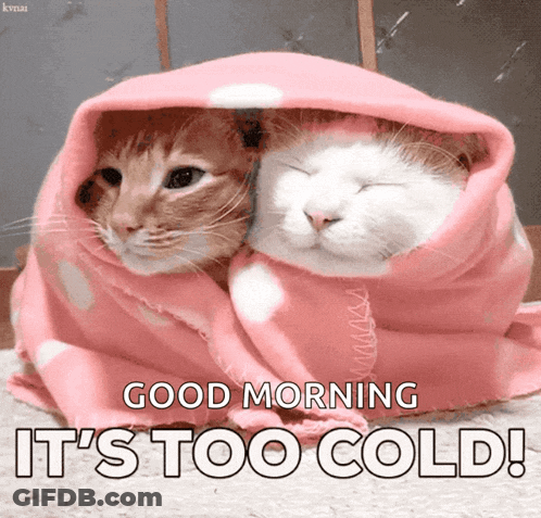 Two Cats In Pink Blanket Good Morning Too Cold GIF