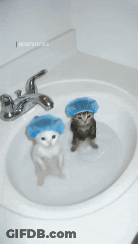 Two Cats In Sink With Shower Caps GIF