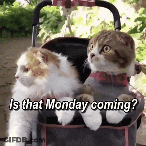Two Cats In Stroller Is That Monday Coming GIF
