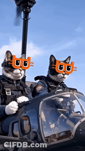 Two Cats In Sunglasses With Letter B In Helicopter GIF