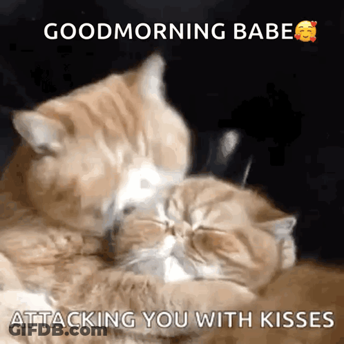Two Cats Kissing Each Other With The Words Good Morning Babe Attacking You With Kisses On The Bottom GIF