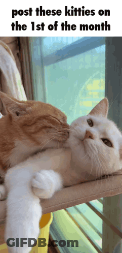 Two Cats Kissing GIF