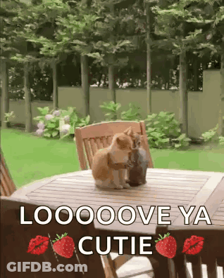 Two Cats Kissing Loooove Ya Cutie GIF