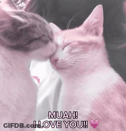 Two Cats Kissing Muah I Love You GIF
