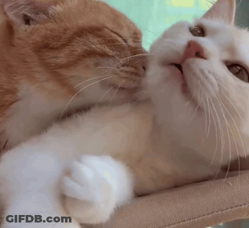 Two Cats Kissing On A Chair GIF