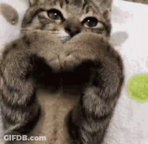 Two Cats Kissing On Couch GIF