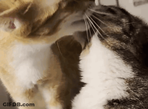 Two Cats Kissing On Nose GIF