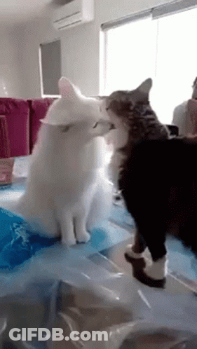 Two Cats Kissing On Table GIF