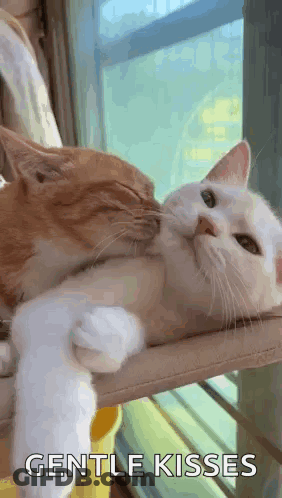 Two Cats Kissing On Window Sill GIF