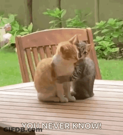 Two Cats Kissing GIF