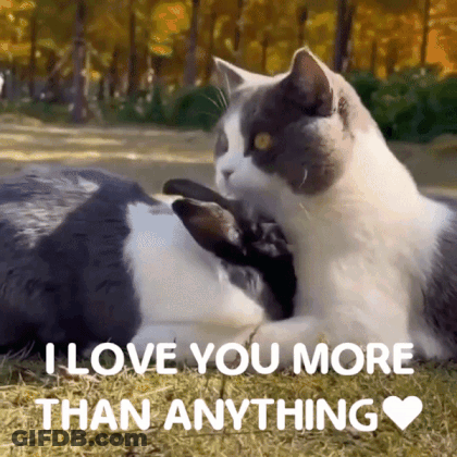 Two Cats Laying In Grass Saying I Love You More Than Anything GIF
