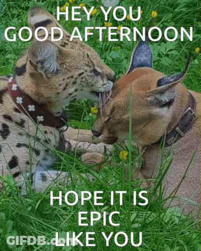Two Cats Laying In The Grass With The Words Hey You Good Afternoon Hope It Is Epic Like You On The Bottom GIF