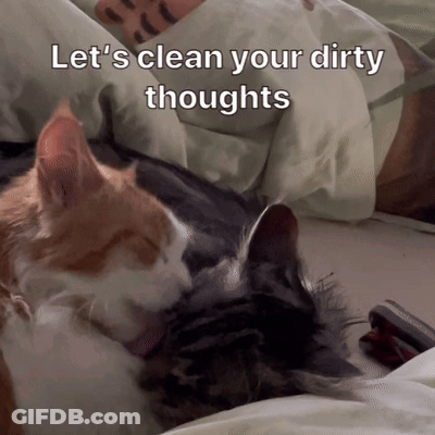 Two Cats Laying Let's Clean Your Dirty Thoughts GIF