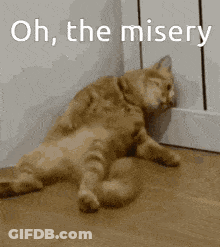 Two Cats Laying Next To Each Other GIF