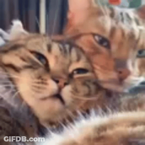 Two Cats Laying Next To Each Other GIF