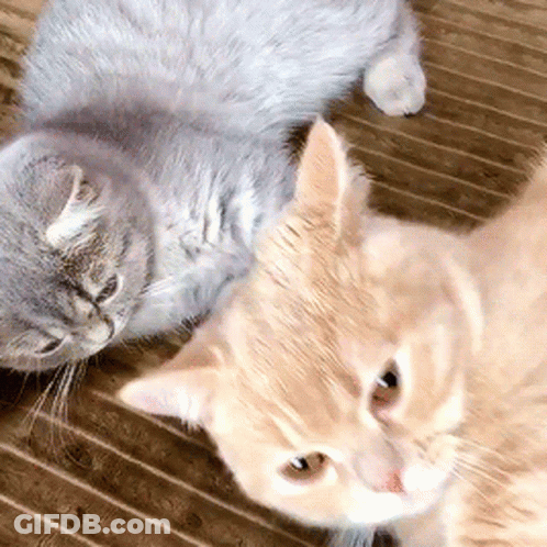 Two Cats Laying Next To Each Other On A Brown Blanket GIF