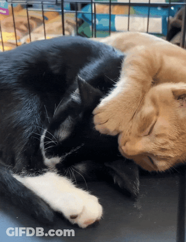 Two Cats Laying Next To Each Other One Black And White And One Orange GIF
