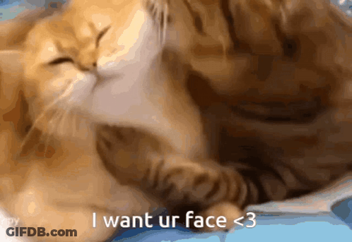 Two Cats Laying Next To Each Other Saying I Want Ur Face < 3 GIF