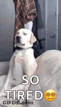 Two Cats Laying Next To Each Other Saying Sup Shawty GIF