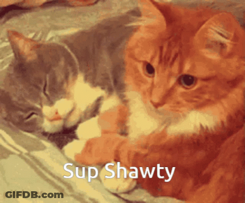 Two Cats Laying Next To Each Other Sup Shawty GIF