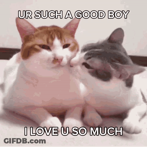 Two Cats Laying Next To Each Other Ur Such A Good Boy I Love U So Much GIF