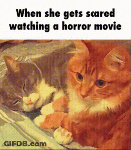 Two Cats Laying Next To Each Other When She Gets Scared Watching Horror Movie GIF