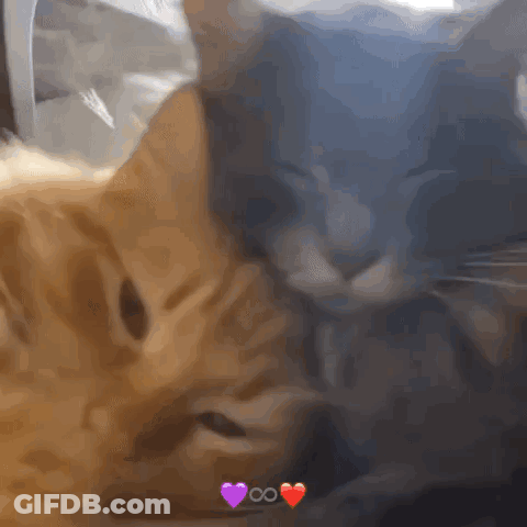 Two Cats Laying Next To Each Other With Hearts Above Them GIF
