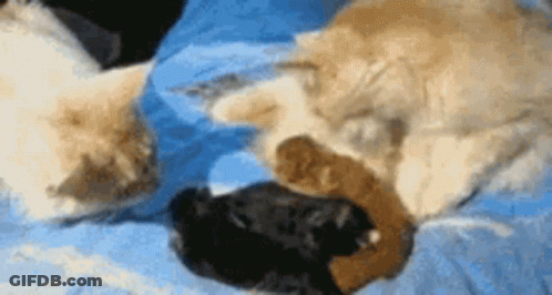 Two Cats Laying On A Bed With A Stuffed Animal In Between Them GIF